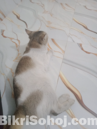 পার্সিয়ান ক্রস বিড়াল